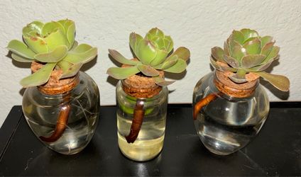 Green rosette succulents