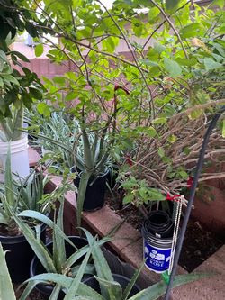 Halloween Sale Special $10 each and up Plants