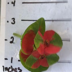 Euphorbia  Milli Giant Flowers (Corona De Cristo 