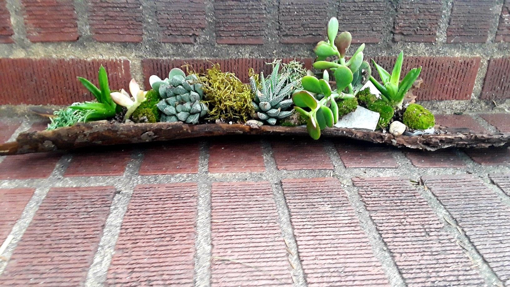 succulents