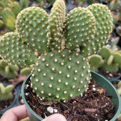  Bunny Ears Cactus Succulents, Many To Choose Form