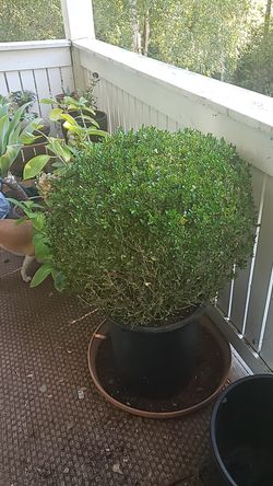 15 Gal. boxwood