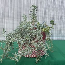 Multi Succulent Arrangement!