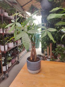 Money Trees