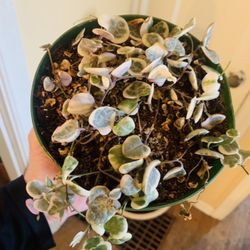 Live indoor VARIEGATED String of Hearts ♥️ in a 6-inch plastic planter pot—firm price