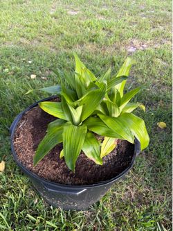 Dracaena 'Limelight', a variety of Dracaena fragrans.