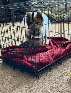 Small Dog Crate