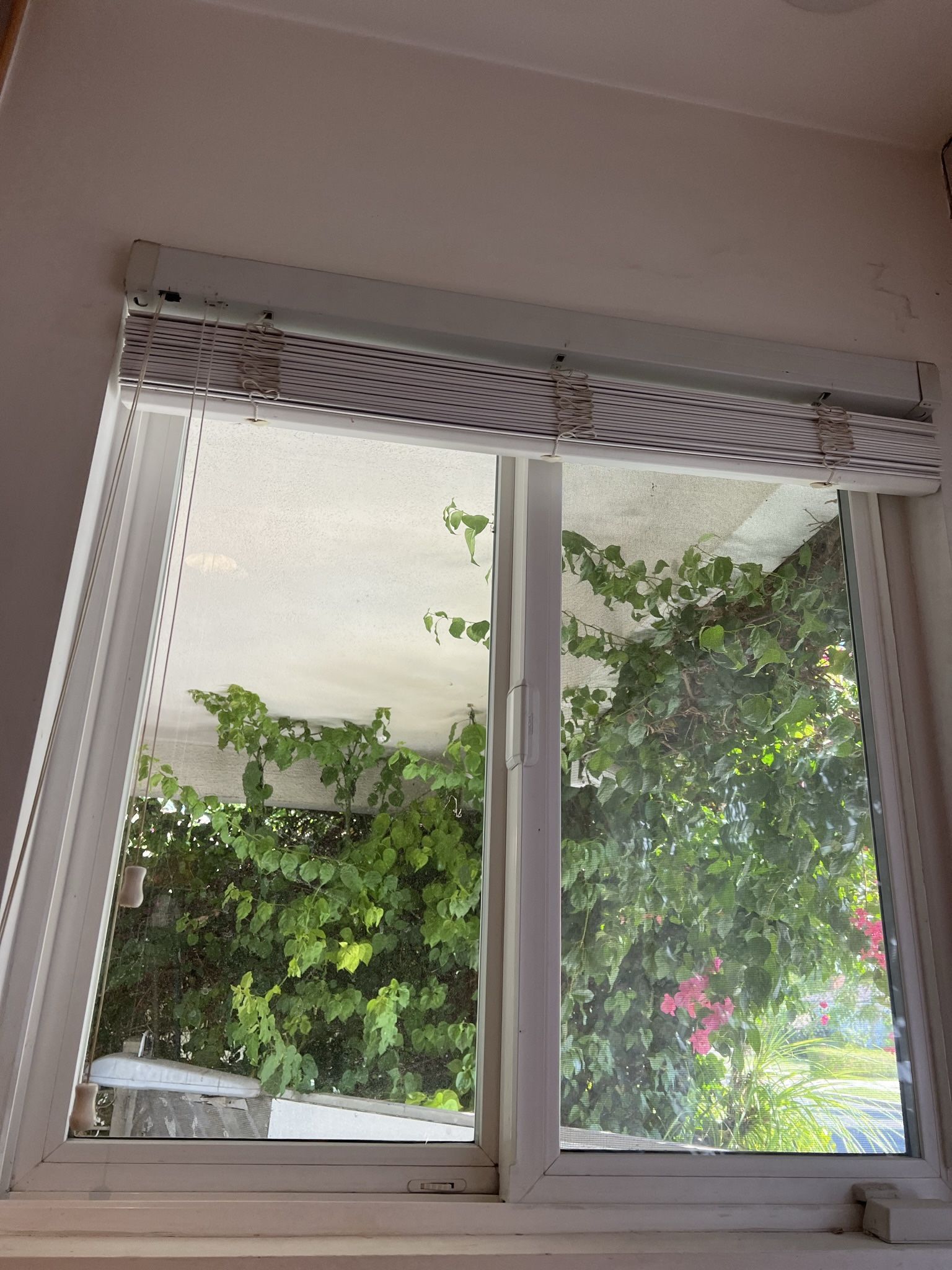 Windows 50 Inch By 50 Inch