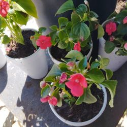 plantas $3 cada una 