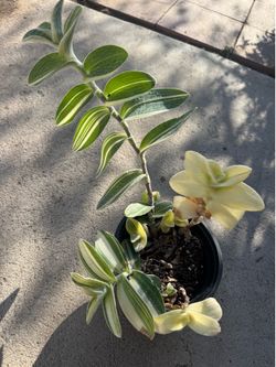 Wandering Jew