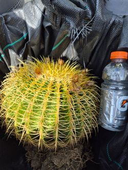 Barrel cactus