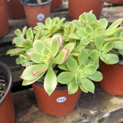 Aeonium haworthii 'Kiwi' succulent plant