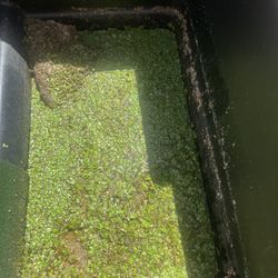 Pond Grown Duckweed Aquatic Plant