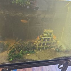 90 gallon fish tank