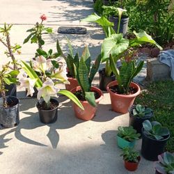 Home Grown PLANTS & FRUIT TREES