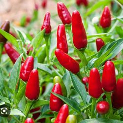 2 Thai Very Hot Red Pepper Seedling Plants Fully Rooted W Eye Watering Hot Fruits Prik Ki Nu