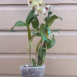 dendrobium orchid