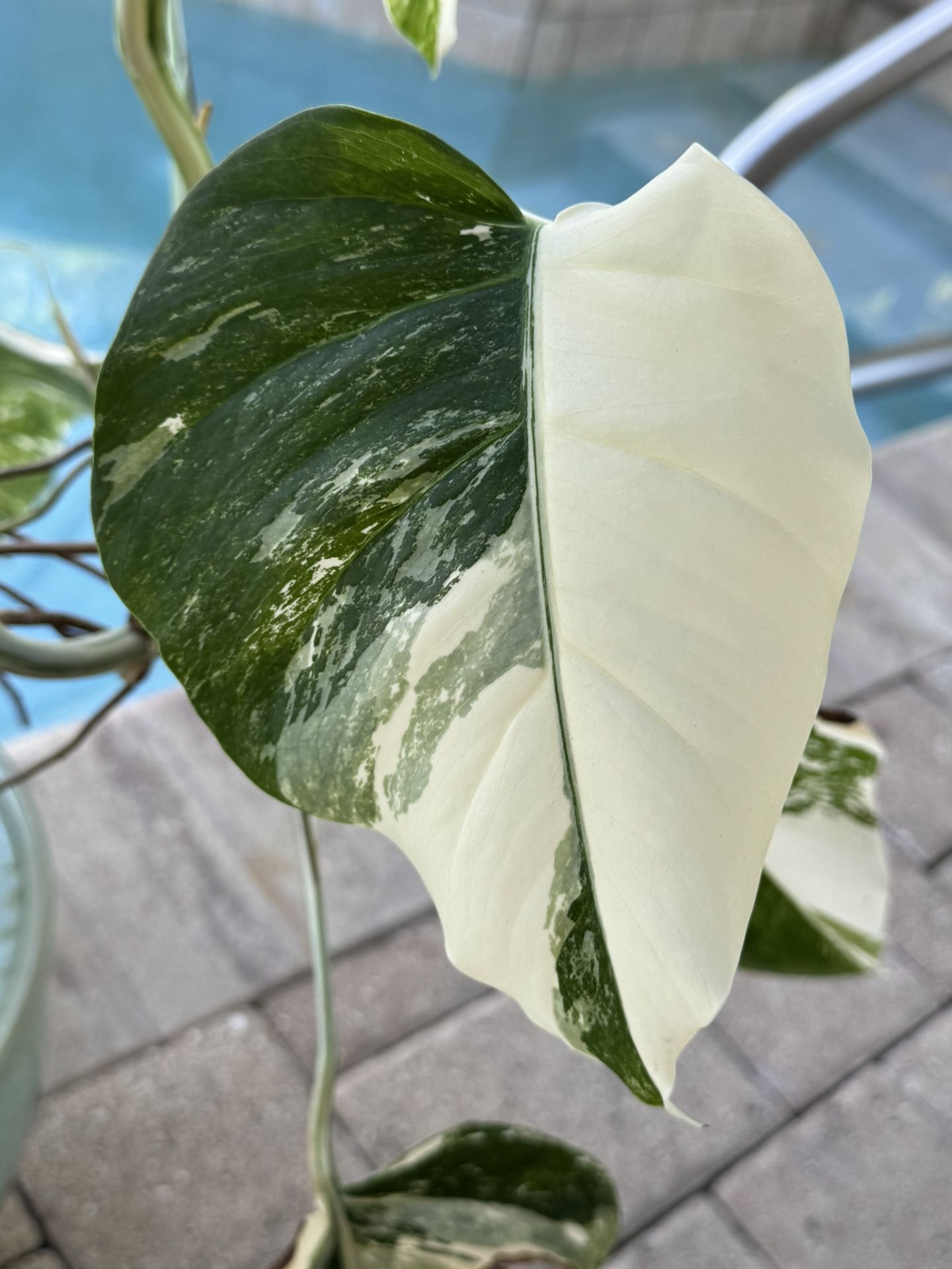 HUGE VARIEGATED MONSTERA ALBO PLANT 🌱