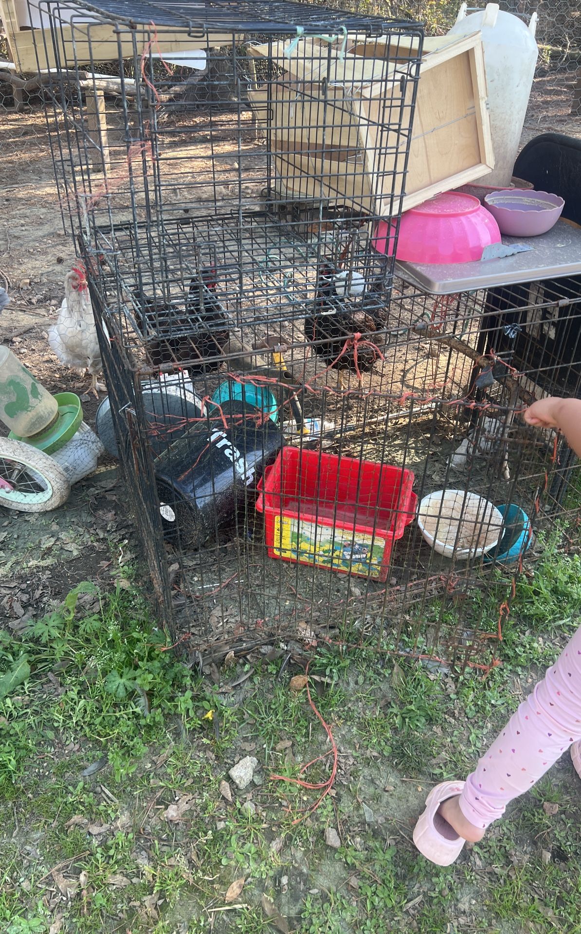 Chicken Or Dog Gate