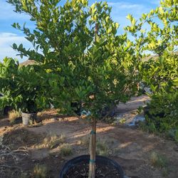 $275 Each Fruiting Citrus Trees Arizonagrown 