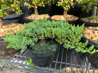 Bonsái juniper in 6” pot. SPECIAL PRICE 🤩