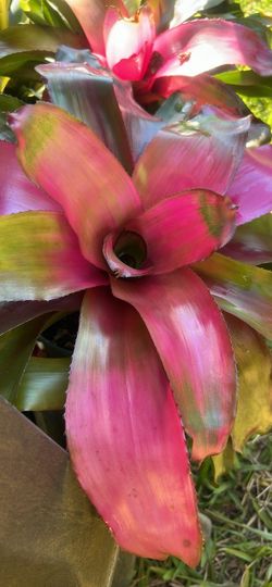 Bromeliad Live Plant Available