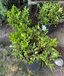 Azalea plants 3 left $15 each