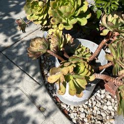 Plants Big Pot, Each For $10 (Mountain Flowers And Jade Flowers Big Plants)