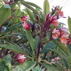 PLUMERIA CLIPPINGS APPROXIMATELY 1 FOOT