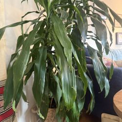 60inch Plant Needing New Home 