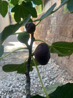 Approximately 7-Foot-Tall Fig Tree