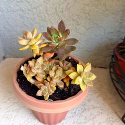 Graptosedum  bronze  plant