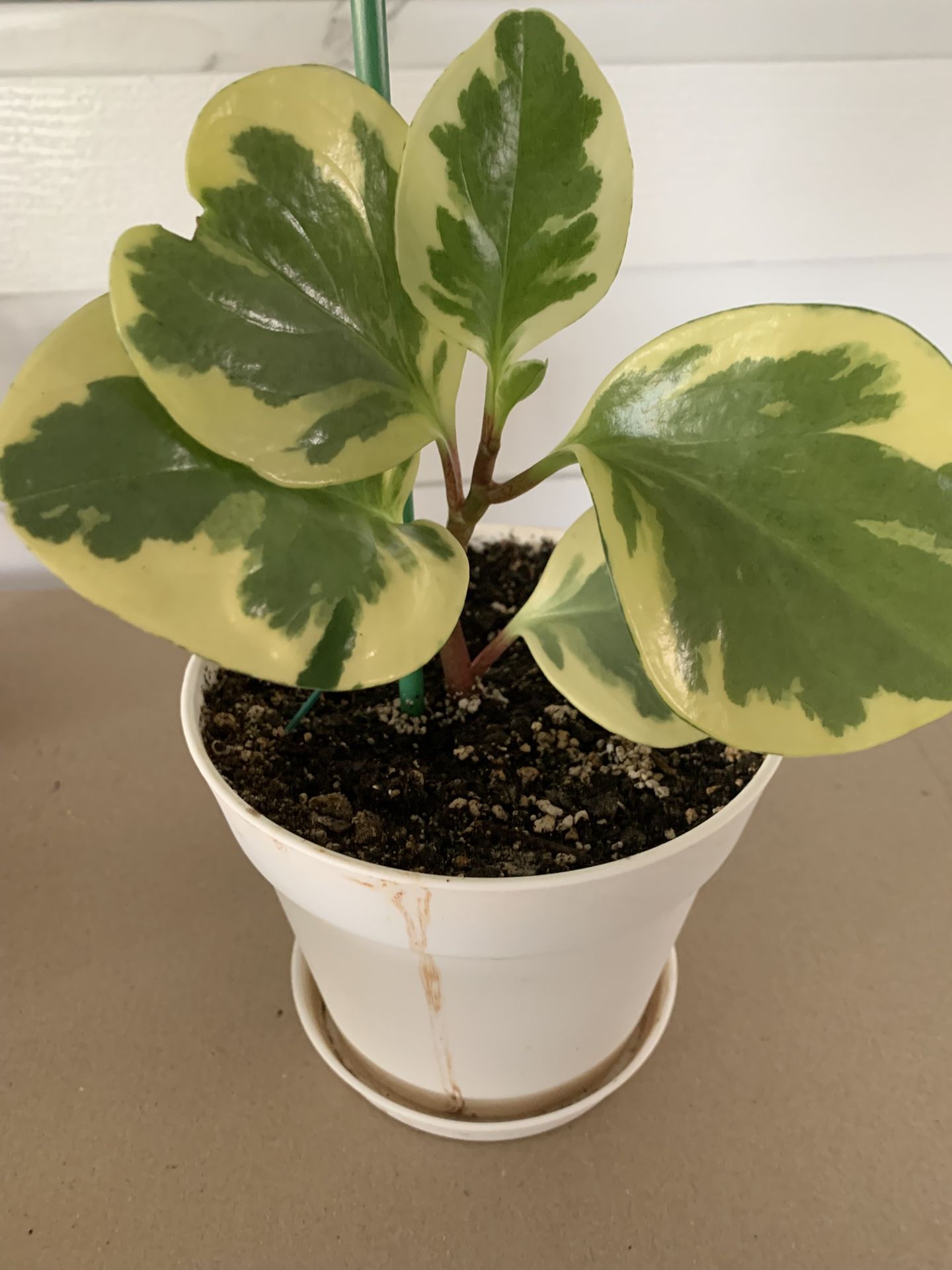 Golden Peperomia Starter Plant