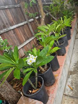 Plumeria  all White