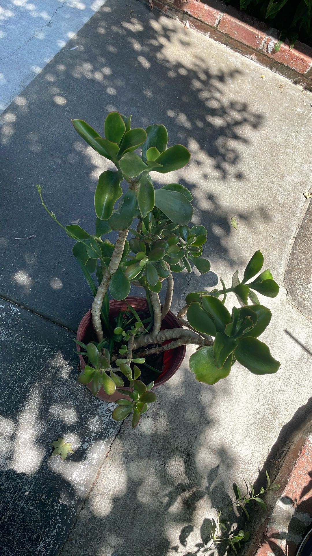 Succulent Plant 🪴 