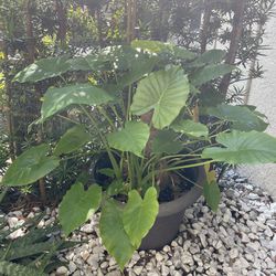 Large Arrowhead Plant 