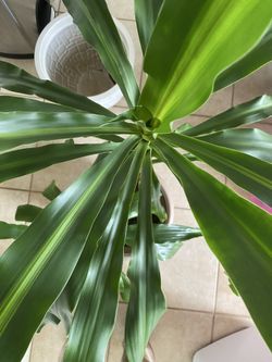 Dracanea houseplant with 2 nice containers