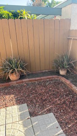 Free Aloe Plants