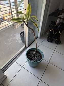 Dracaena Lemon Lime Plant (~5 ft) in Teal Glazed Ceramic Planter