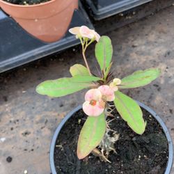  Crown of Thorns, Euphorbia milii, Madagascar Christ Thorn