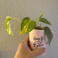 Golden Pothos in Decorative Mug Planter 🌱