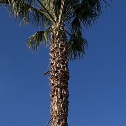 Trabajos De Palmas