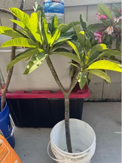 Plumeria
