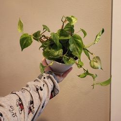 Heart Leaf Philodendrons 