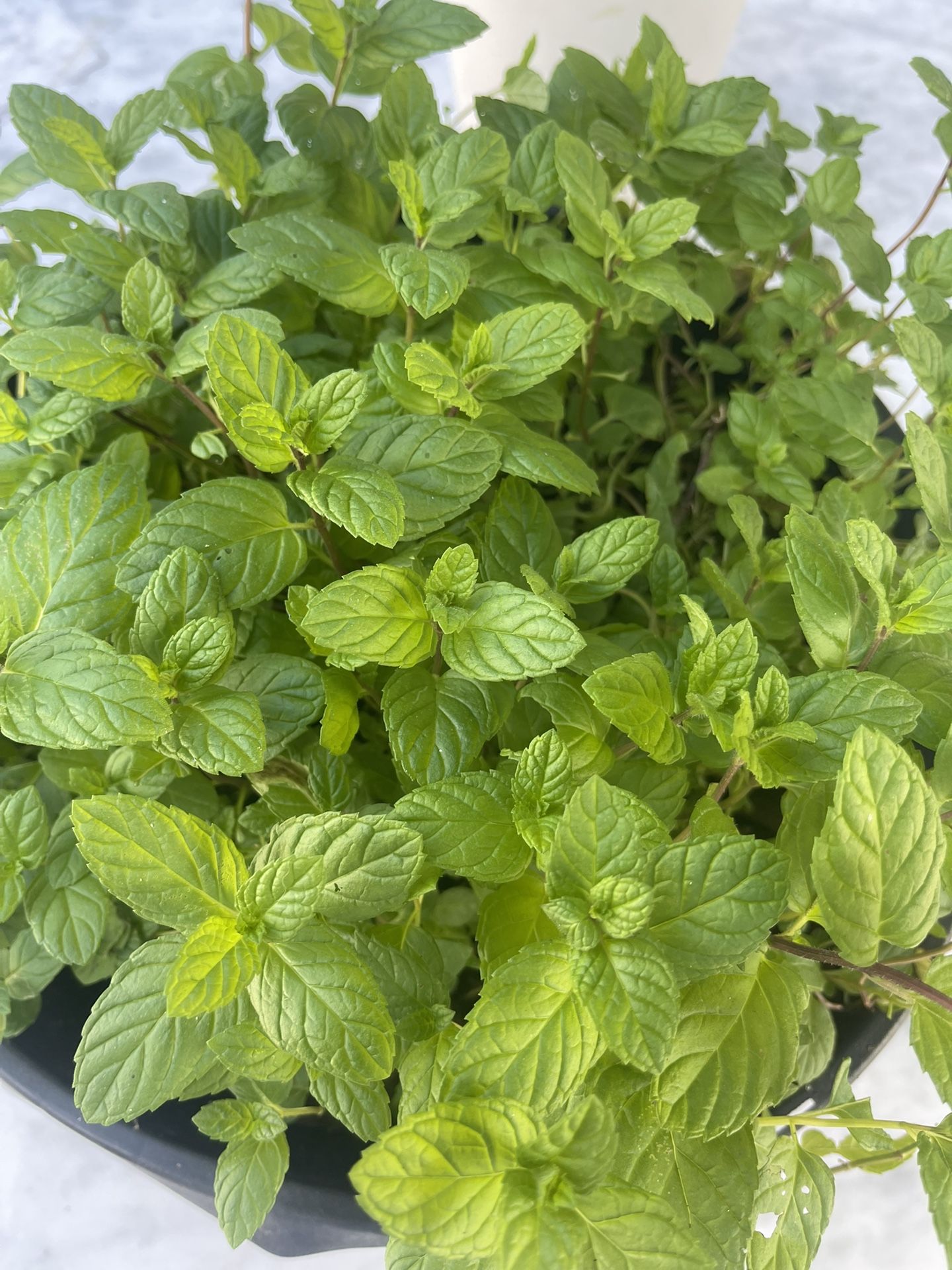 Mint