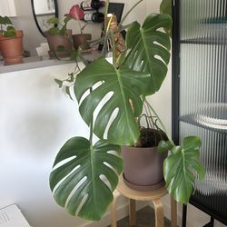 Monstera plant in pot
