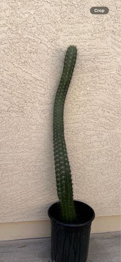Pachycereus Pecten-Aboriginum