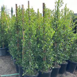 Ficus Nitida