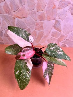 Philodendron Pink Princess Marble - 4inch