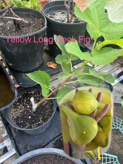 Yellow Long Neck  super tasty and huge fig